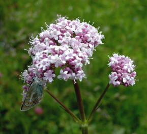 Andean Valerian: Fights Insomnia. Properties and Contraindications